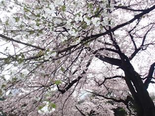 大島桜と染井吉野.jpg