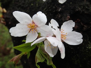 幹から桜.jpg