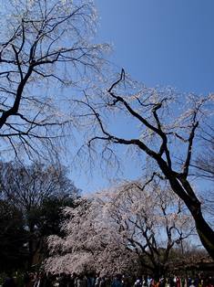 枝垂れ桜４.JPG