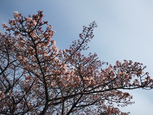 桜small.jpg