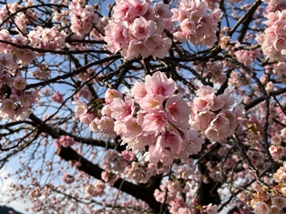 熱海の桜.jpeg