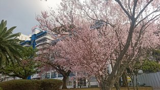 熱海の桜.JPG
