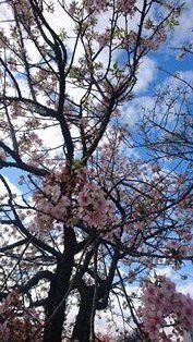 熱海桜.jpg
