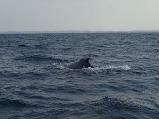 鯨１.jpg